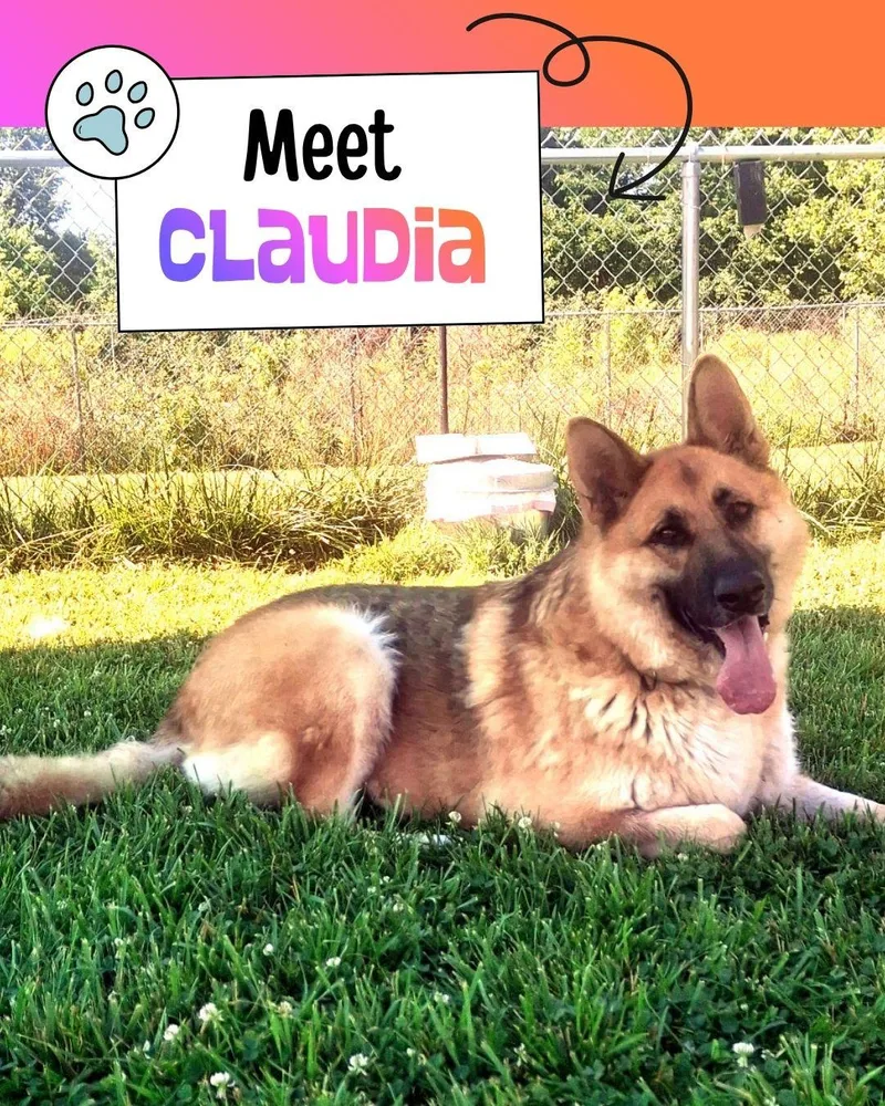 A young extra large-sized female Tricolor (Brown, Black, & White) German Shepherd Dog dog named Claudia for adoption in Sulphur, KY