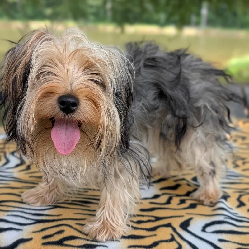 A young small-sized female Yellow / Tan / Blond / Fawn Yorkshire Terrier dog named Nala for adoption in Covington, GA