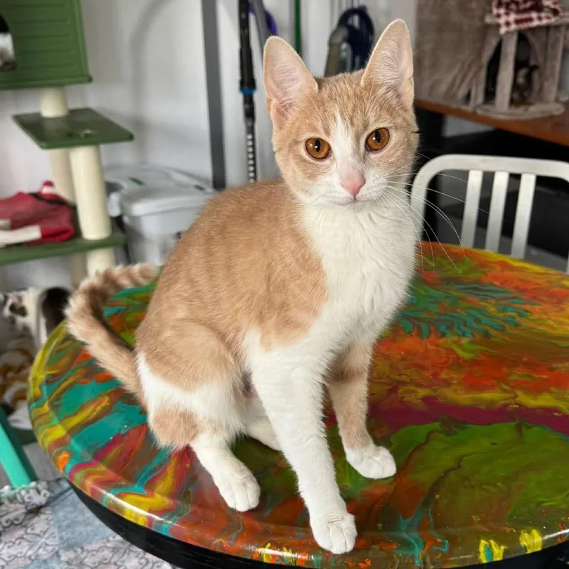 A young small-sized female Buff / Tan / Fawn Domestic Short Hair cat named Marmalade for adoption in Goshen, IN