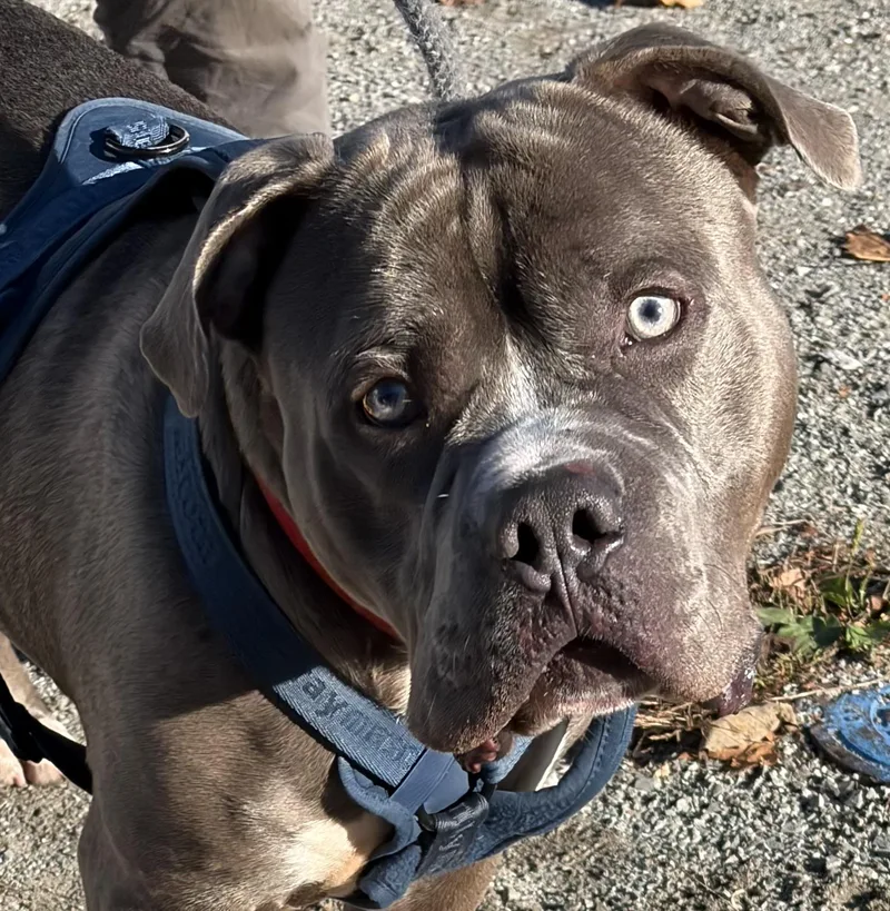 A young medium-sized male Gray / Blue / Silver American Bully dog named Goblin for adoption in McKeesport, PA
