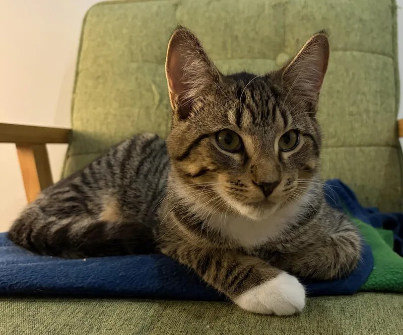 A baby small-sized male Domestic Short Hair cat named Riley for adoption in Duxbury, MA