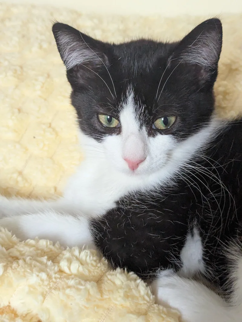 A baby medium-sized female Black & White / Tuxedo Domestic Short Hair cat named Girlie for adoption in Sterling Heights, MI