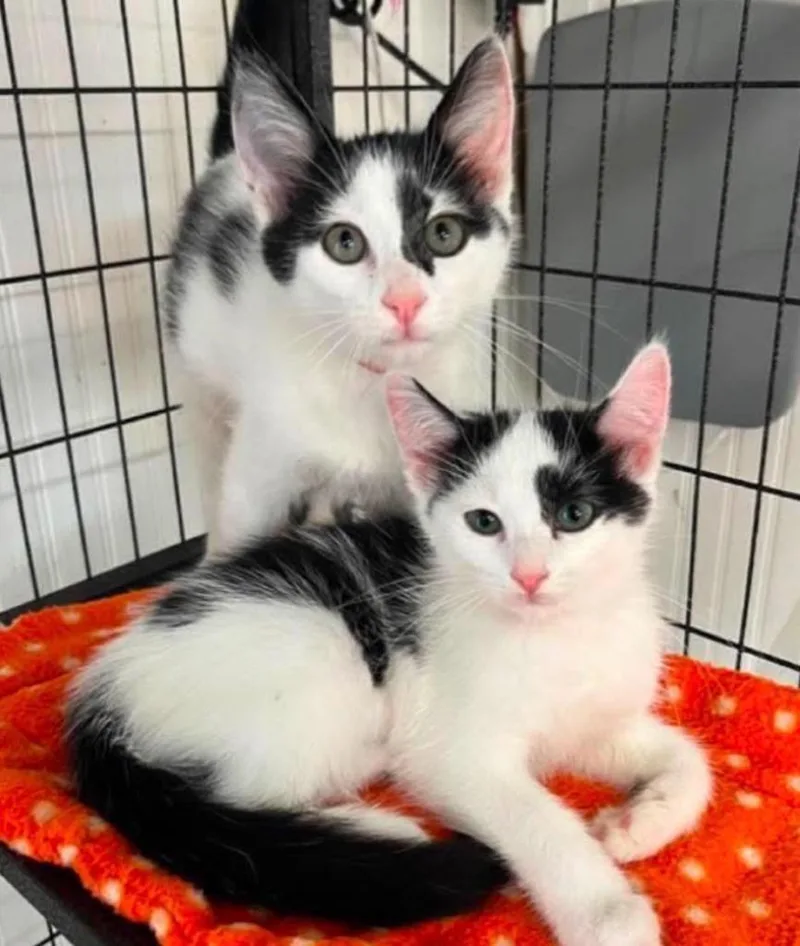 A baby small-sized male Domestic Short Hair cat named Ink for adoption in Ada, OK