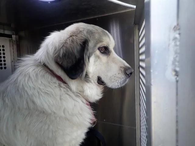 An adult extra large-sized male Great Pyrenees dog named Hercules for adoption in Tucson, AZ