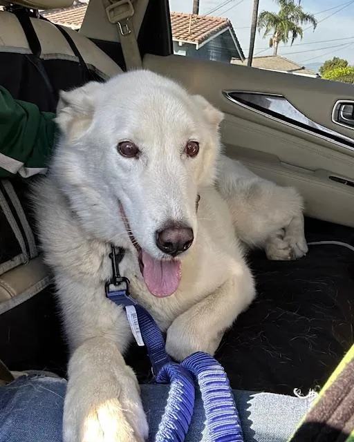 An adult large-sized male White / Cream German Shepherd Dog dog named Bolt for adoption in Rancho Palos Verdes, CA