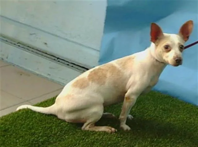 A senior small-sized female Chihuahua dog named A for adoption in Gardena, CA