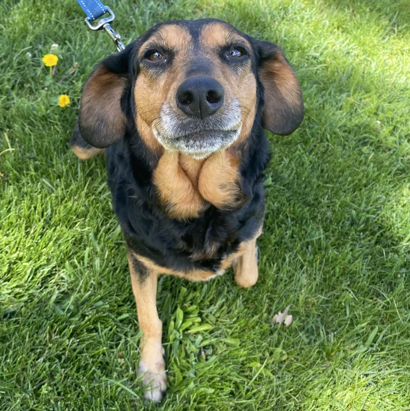 A senior medium-sized female Black Mixed Breed dog named Angel for adoption in Elyria, OH