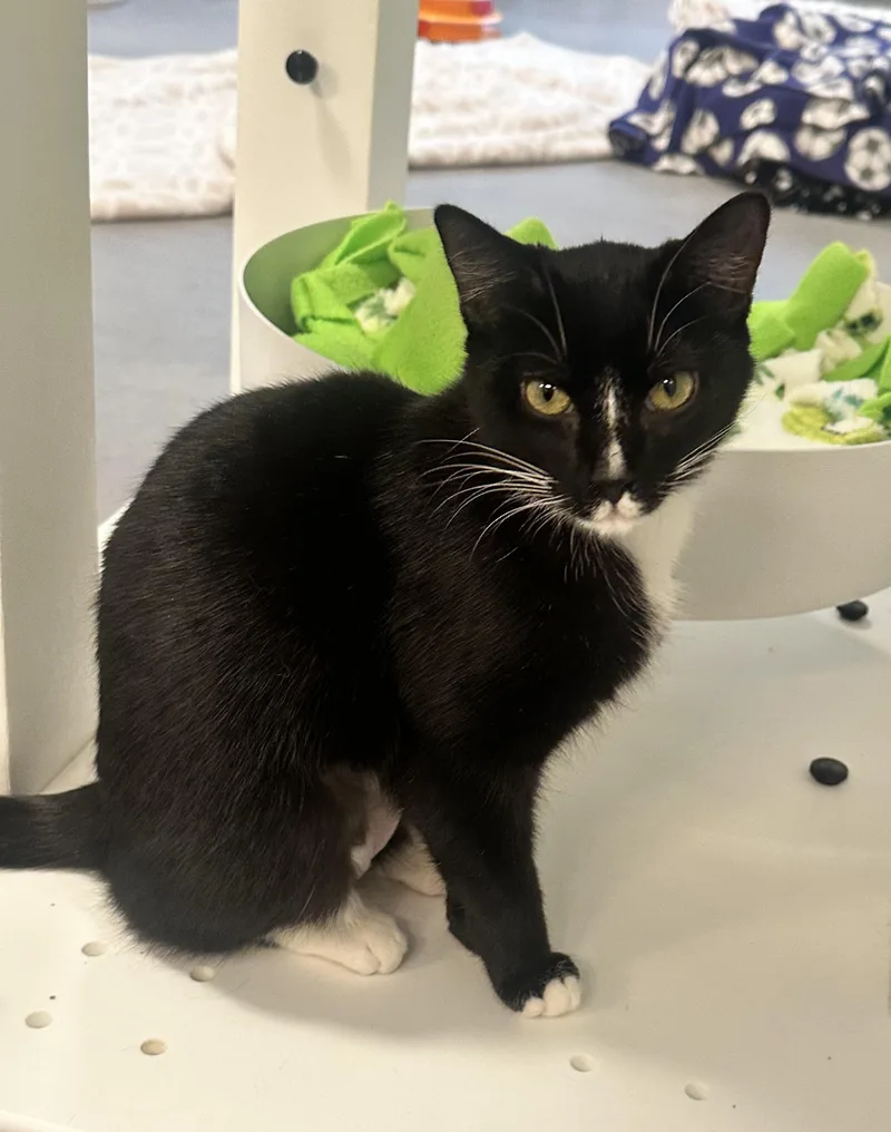 An adult medium-sized female Tuxedo cat named Siyah for adoption in Sultan, WA