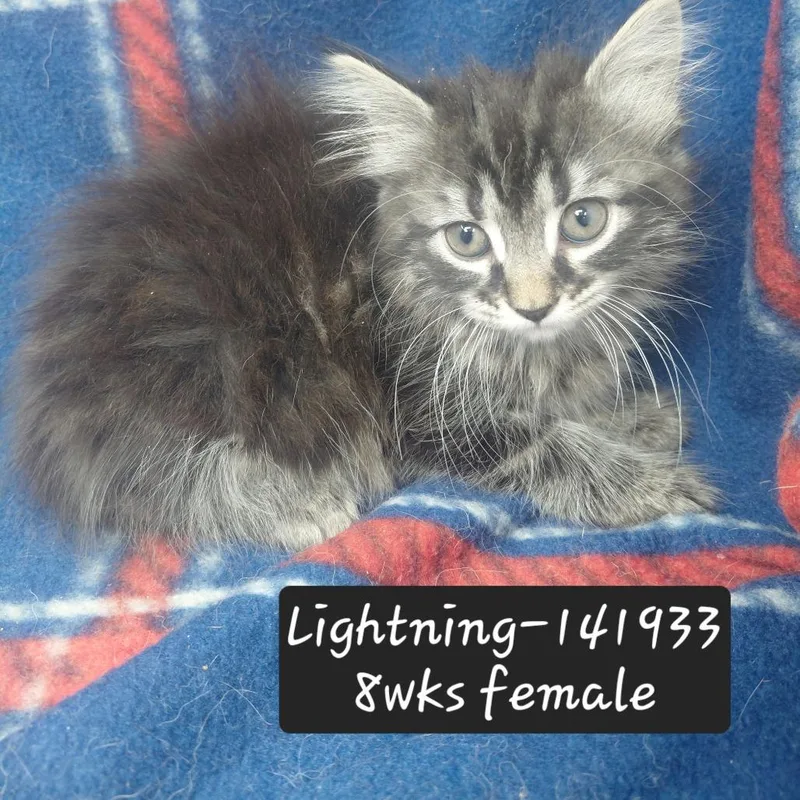 A baby small-sized female Domestic Medium Hair cat named Lightning for adoption in New Tazewell, TN