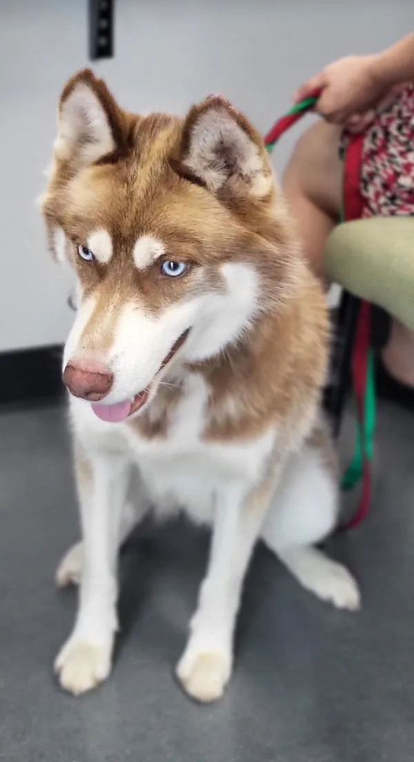 A young medium-sized male Siberian Husky dog named Pen  Bobcat for adoption in Lawrenceville, GA