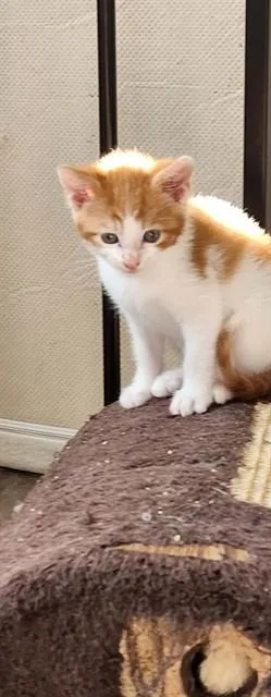 A baby small-sized male Domestic Short Hair cat named Paint for adoption in Lees Summit, MO