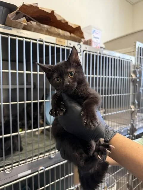A baby small-sized female Domestic Short Hair cat named Penelope Eee for adoption in Santa Maria, CA