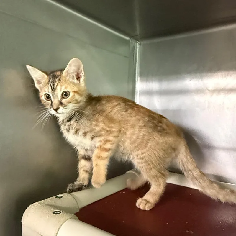 A baby small-sized female Torbie Domestic Short Hair cat named Garnet for adoption in Hamilton, GA