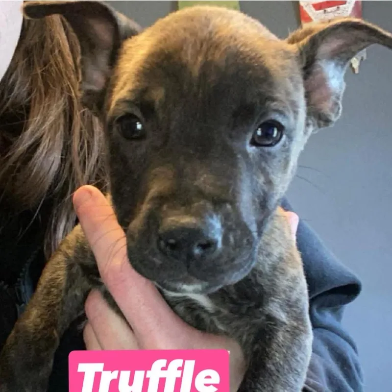 A baby small-sized female Brindle Pit Bull Terrier dog named Truffle for adoption in Brainerd, MN