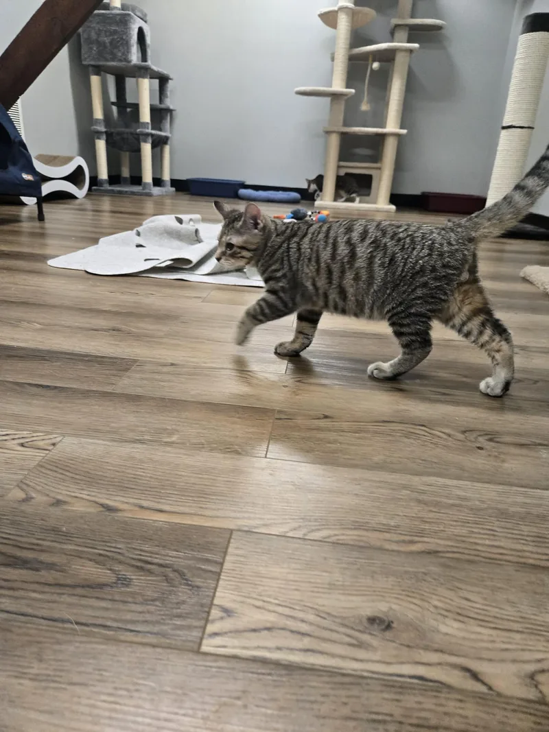 A young medium-sized male Tabby (Brown / Chocolate) Tabby cat named Tony for adoption in Richmond, KY