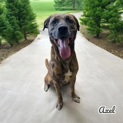 An adult medium-sized male Pit Bull Terrier dog named Axel for adoption in Cumberland, MD