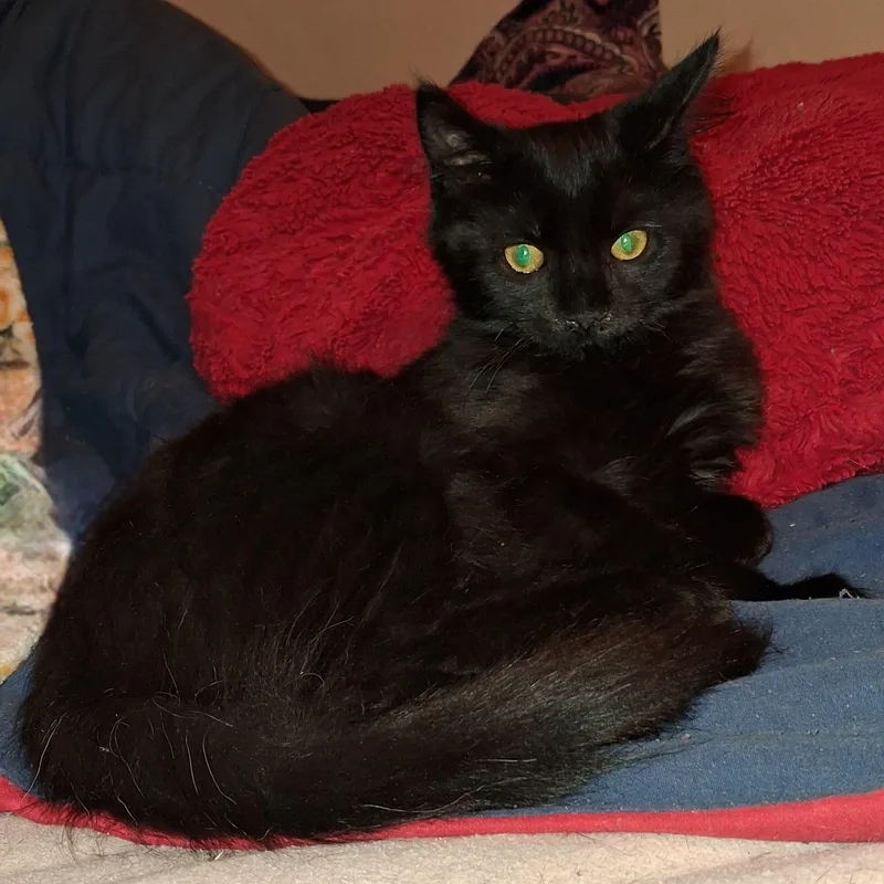 A baby medium-sized male Black Domestic Medium Hair cat named Nova for adoption in Carneys Point, NJ