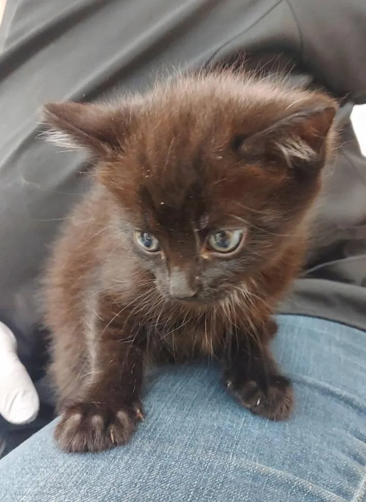 A baby small-sized female Domestic Short Hair cat named Mounds for adoption in Hartsville, SC