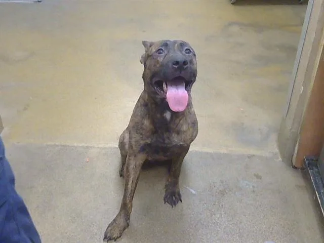 A young medium-sized female Pit Bull Terrier dog named Selma for adoption in Sacramento, CA