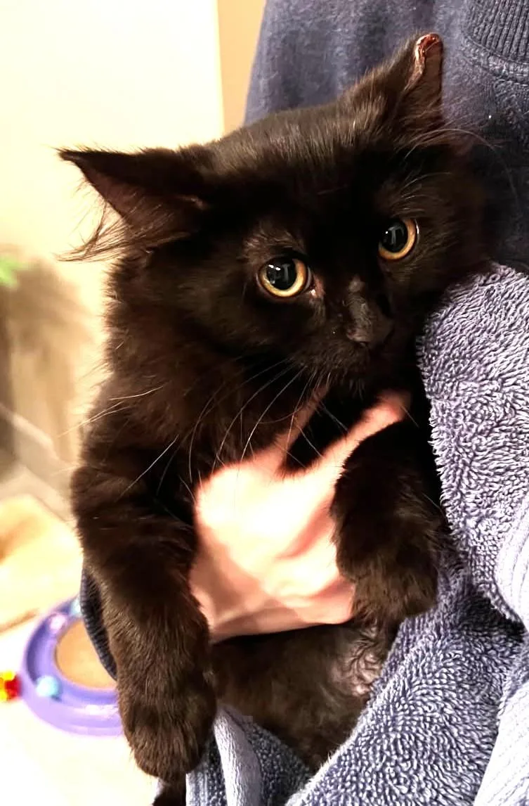 Truffle thumbnail 2