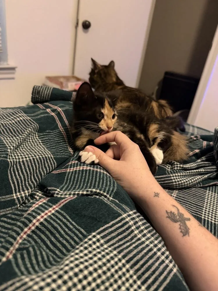 A baby small-sized female Calico cat named Rosetta for adoption in Dallas, TX