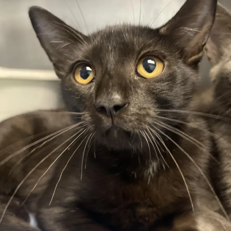 A young medium-sized female Domestic Short Hair cat named Willow for adoption in Valley, AL