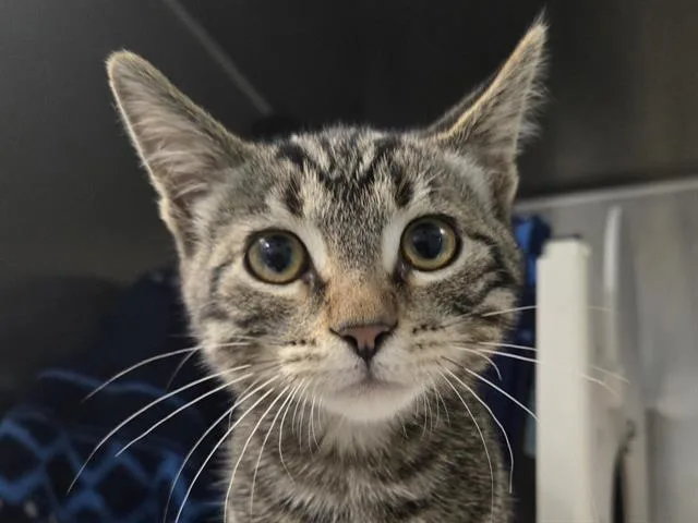 A baby small-sized male Domestic Short Hair cat named Elote for adoption in Palo Alto, CA