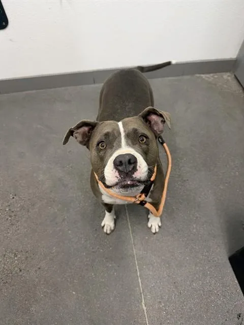 An adult medium-sized female Pit Bull Terrier dog named Dior for adoption in Mesa, AZ