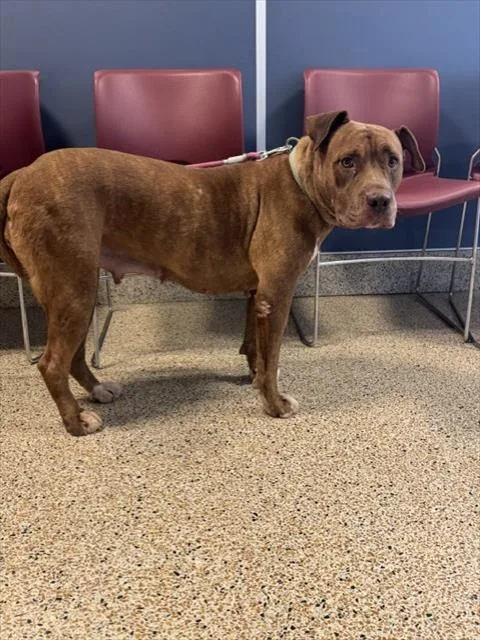 An adult large-sized female Staffordshire Bull Terrier dog named Brownie for adoption in Miami, FL