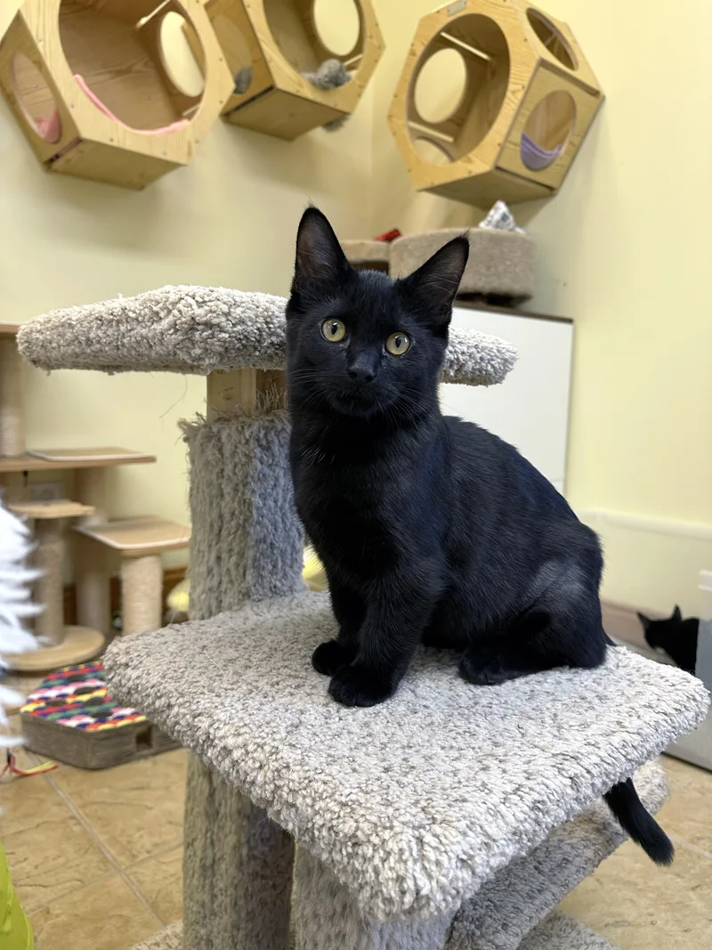 A baby medium-sized female Black Domestic Short Hair cat named Licorice for adoption in Crystal Lake, IL