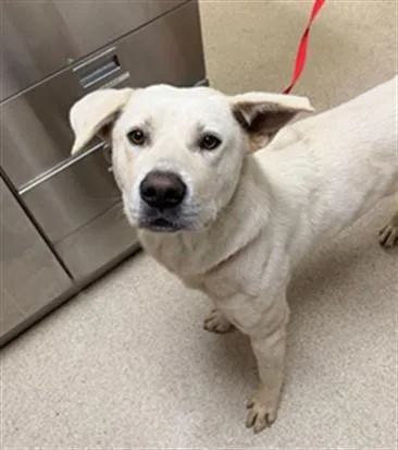 A young medium-sized male Siberian Husky dog named Shakey for adoption in Riverside, CA