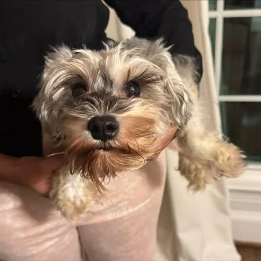 An adult small-sized female Miniature Schnauzer dog named Mia for adoption in Matthews, NC
