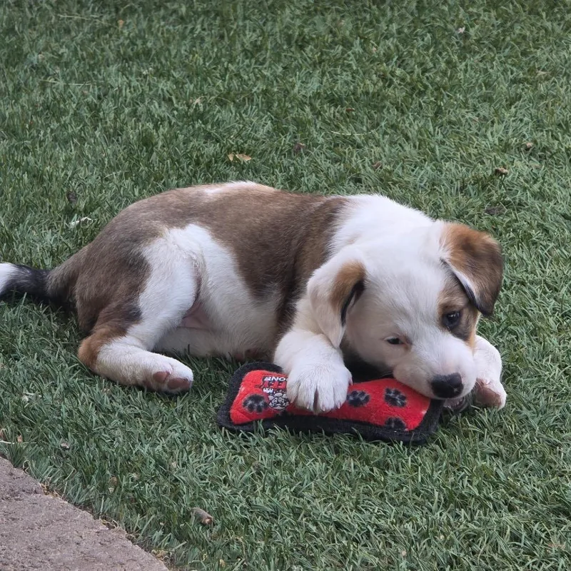A baby medium-sized female Red / Chestnut / Orange Cattle Dog dog named Harley for adoption in Phoenix, AZ