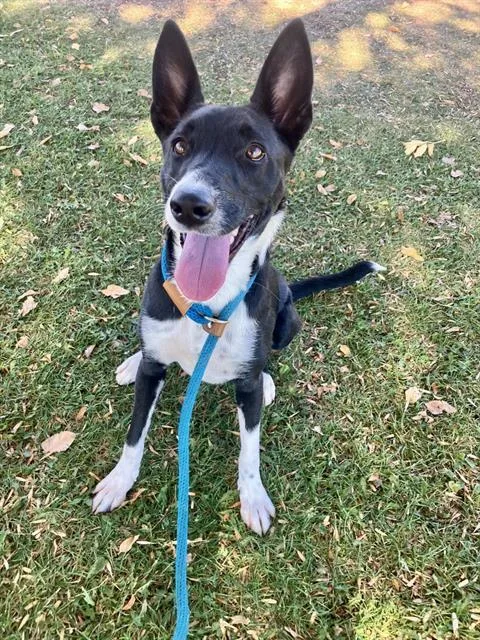 A young medium-sized female Australian Kelpie dog named Ada for adoption in Albuquerque, NM