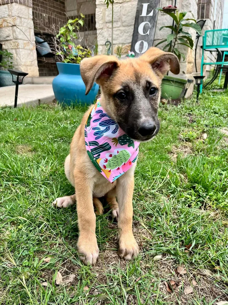 Bonnie
