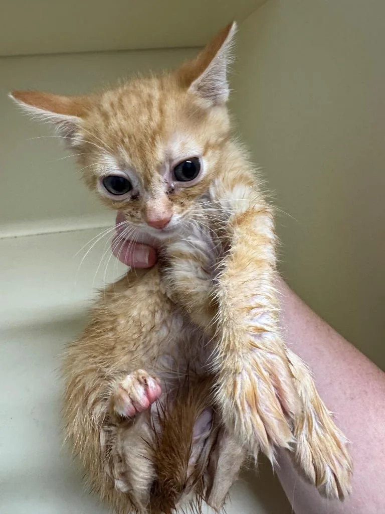 A baby medium-sized male Domestic Short Hair cat named Chai for adoption in Bloomington, IN
