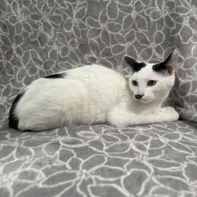 Cardamom thumbnail 2