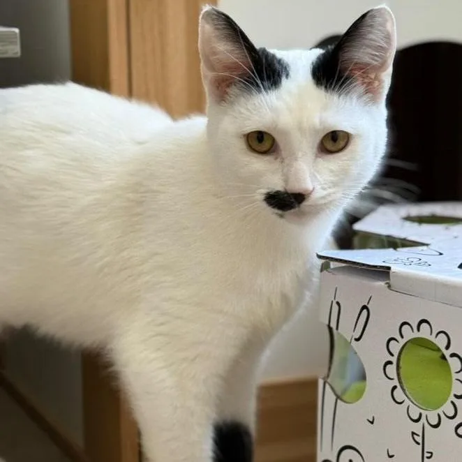 Cardamom thumbnail 3