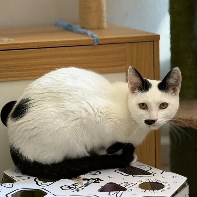 Cardamom thumbnail 4