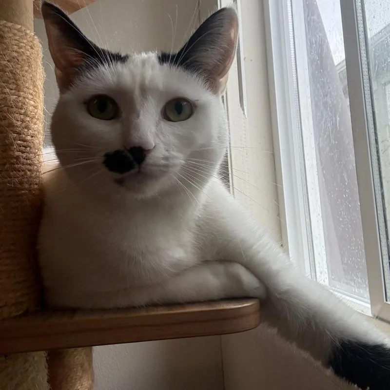 Cardamom thumbnail 5