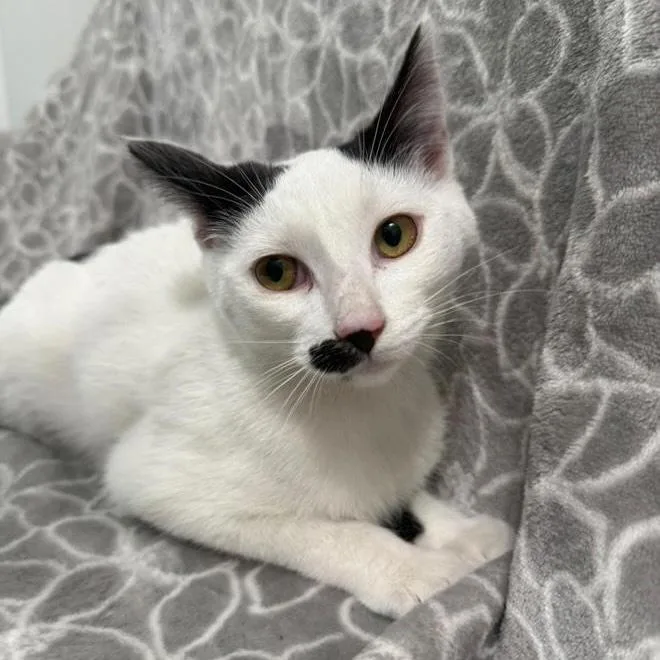 Cardamom thumbnail 6