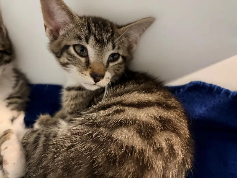 A baby medium-sized male Domestic Short Hair cat named Neve for adoption in Huntington, IN