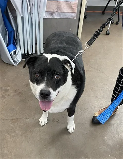 A senior large-sized male Mixed Breed dog named Sam for adoption in Dallas, TX