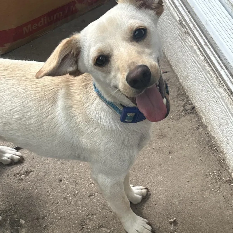 An adult small-sized male White / Cream Chihuahua dog named Milo  Home To for adoption in South Elgin, IL