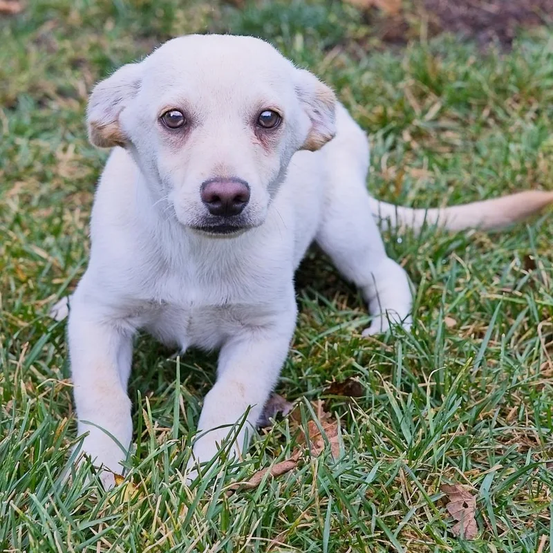 Milo  Home To thumbnail 3