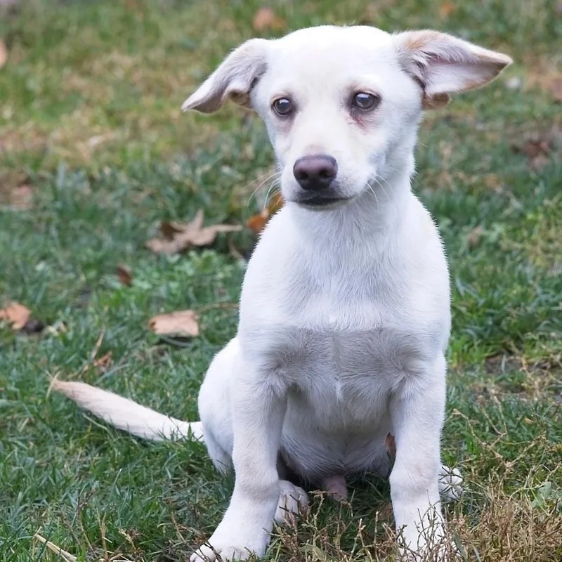 Milo  Home To thumbnail 4