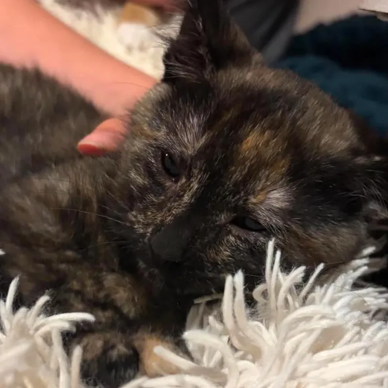 A baby small-sized female Tortoiseshell Domestic Short Hair cat named Bobbie for adoption in Granby, MO