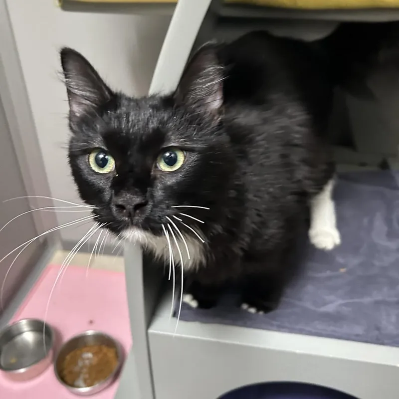 A young medium-sized male Black Domestic Long Hair cat named Jimmy for adoption in Ojai, CA