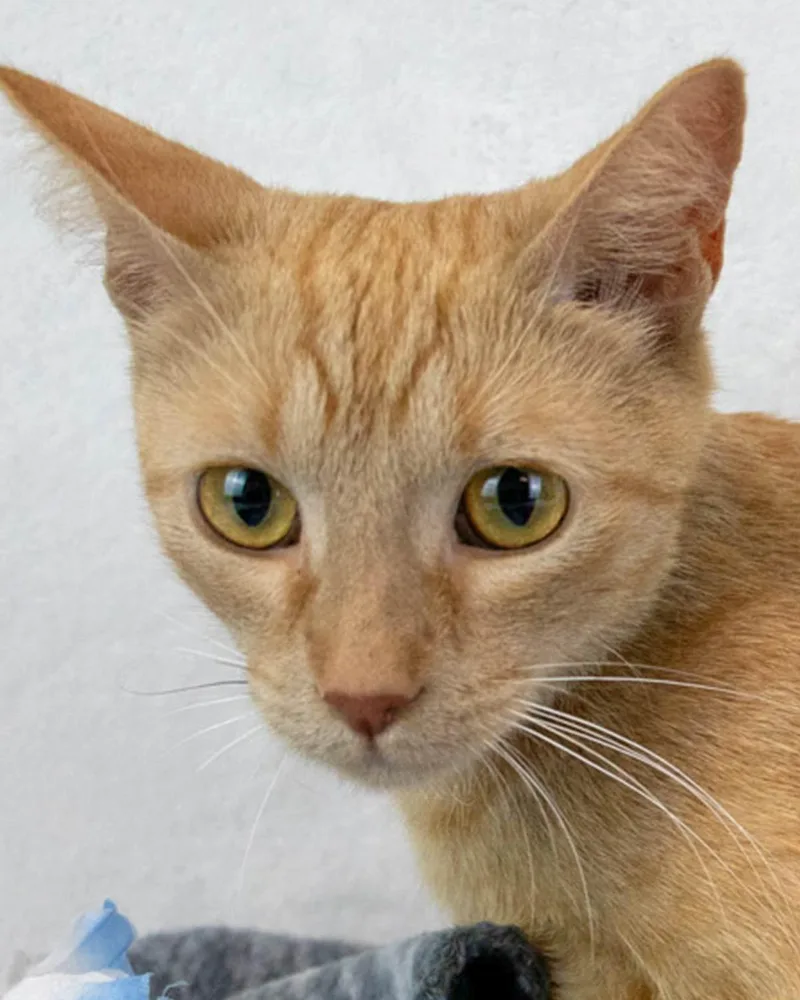 A young medium-sized female Domestic Short Hair cat named Betty White for adoption in Kennesaw, GA