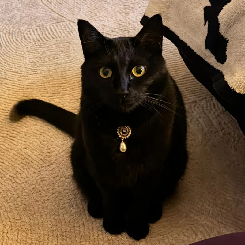 A senior large-sized female Black Domestic Short Hair cat named Raja for adoption in Chicago, IL